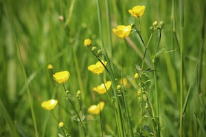 buttercups