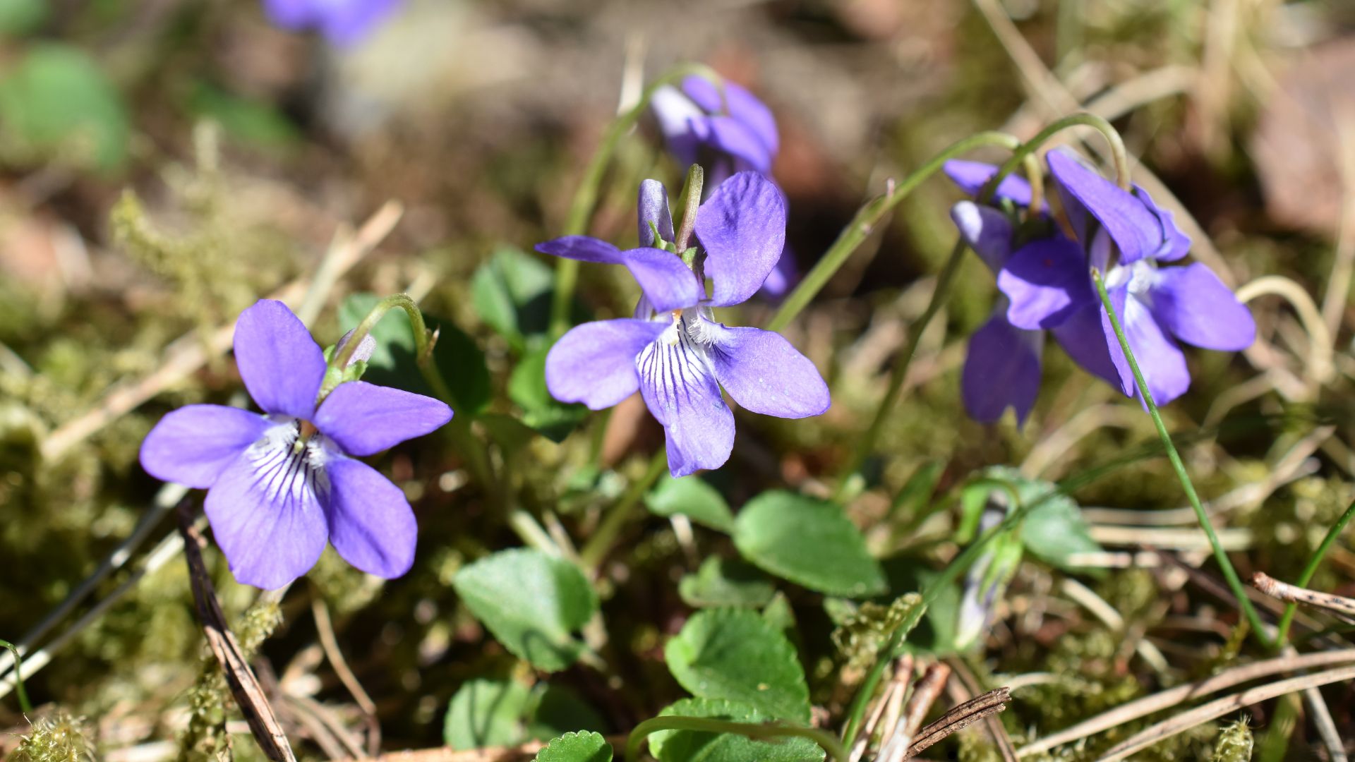 Common Meadow Violet (Viola sororia) 