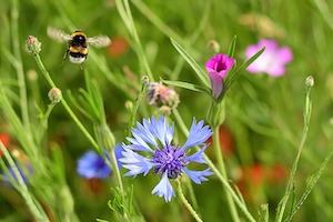 meadow flowers