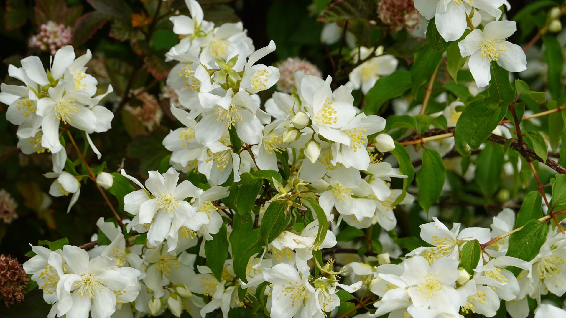 Lewis' Mock Orange (Philadelphus lewisii) at botanical park.