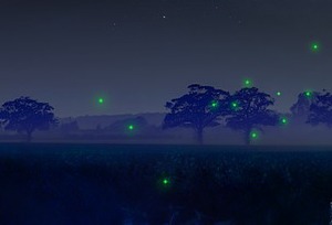 fireflies