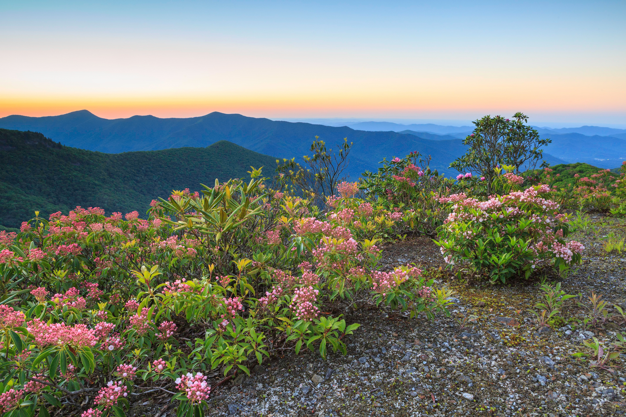 mountain laurel bushes