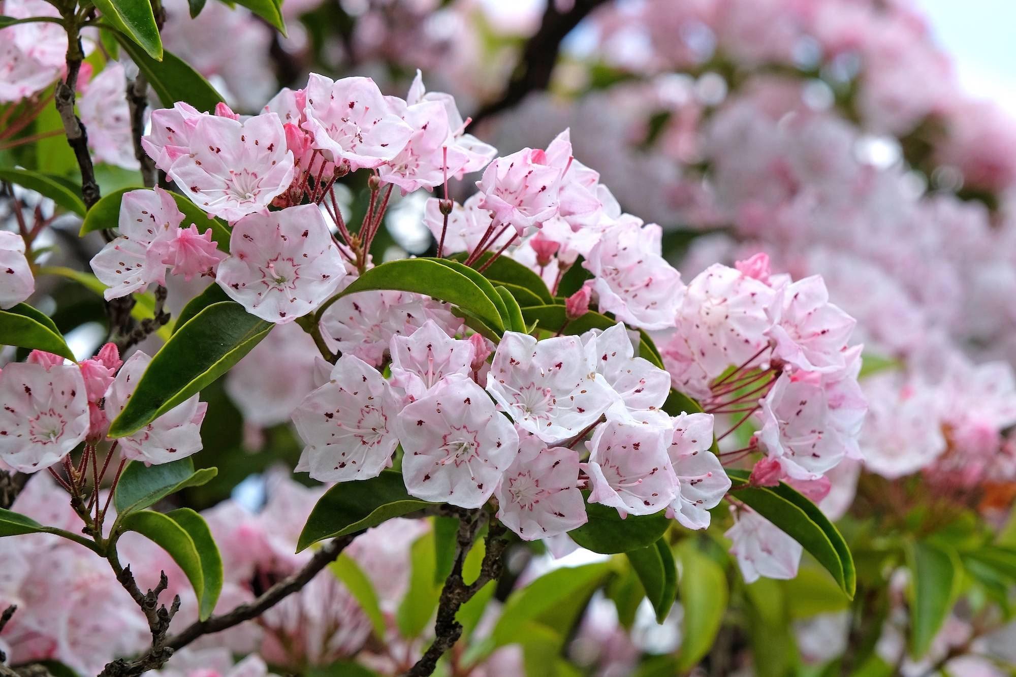 mountain laurel bush in light pink