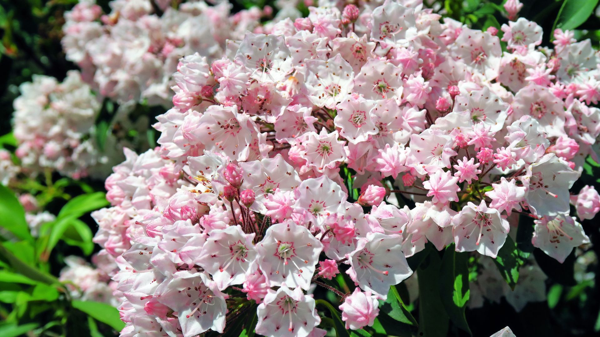 Mountain Laurel (Kalmia latifolia) 