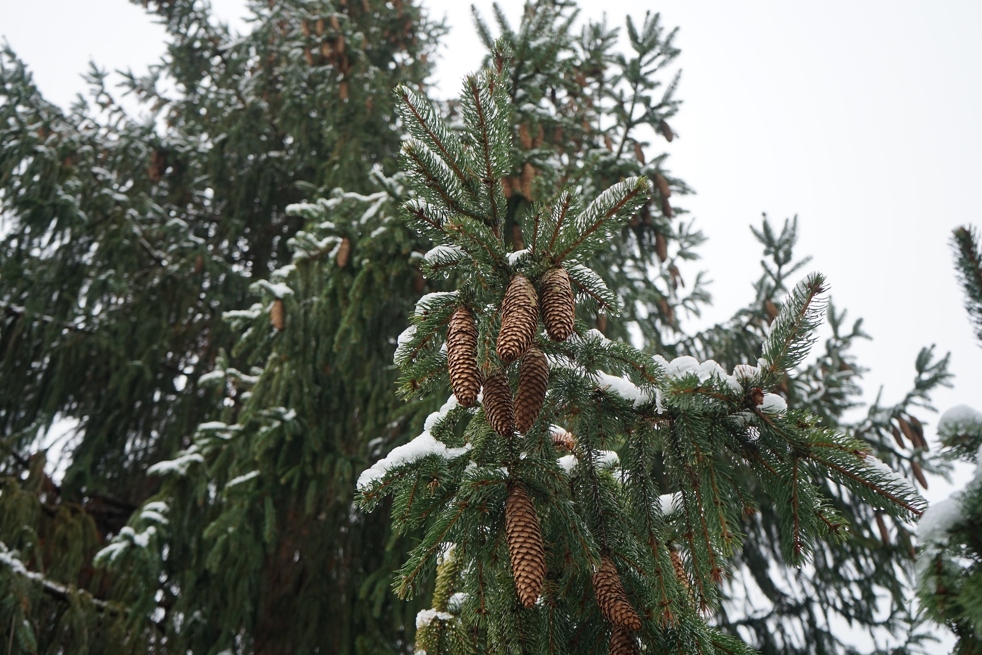 Norway spruce branches with cones under the snow