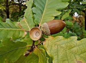 acorns