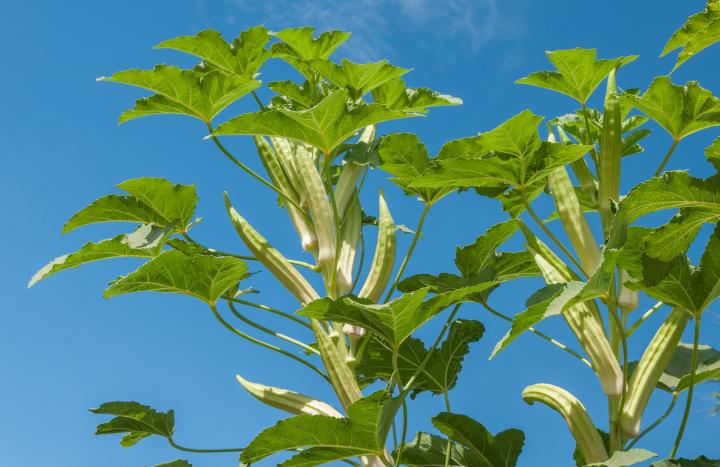 Okra Planting Growing And Harvesting Okra Plants The Old Farmer S Almanac