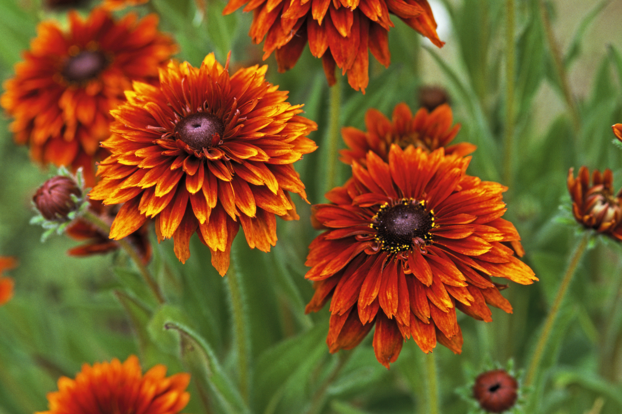 Orange Rudbeckia hirta Cherokee Sunset in a cottage garden.