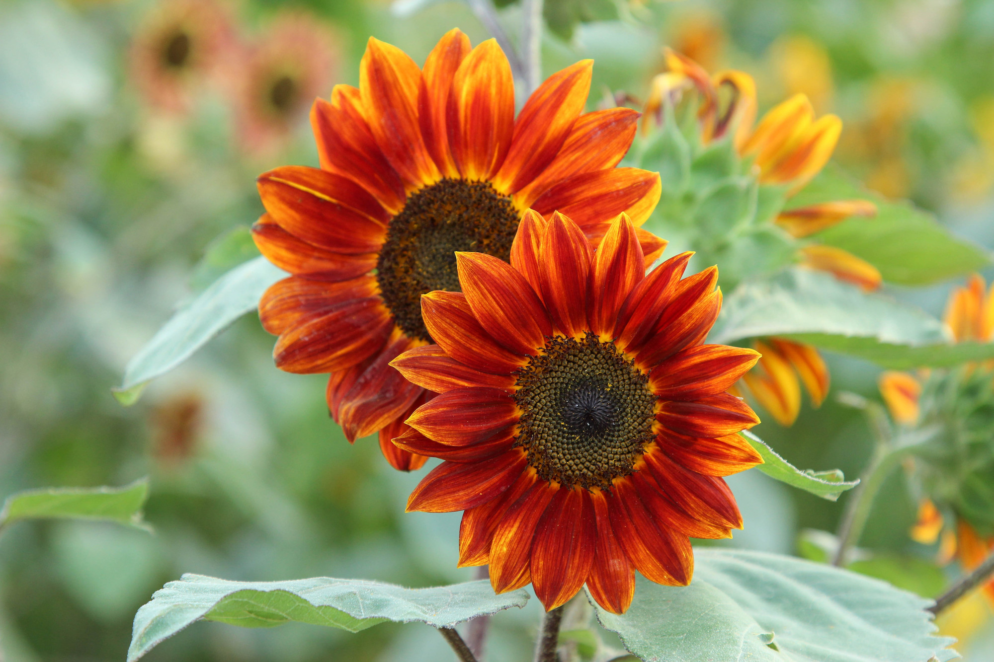 Close up of a deep orange sunflower, helianthus annuus. 