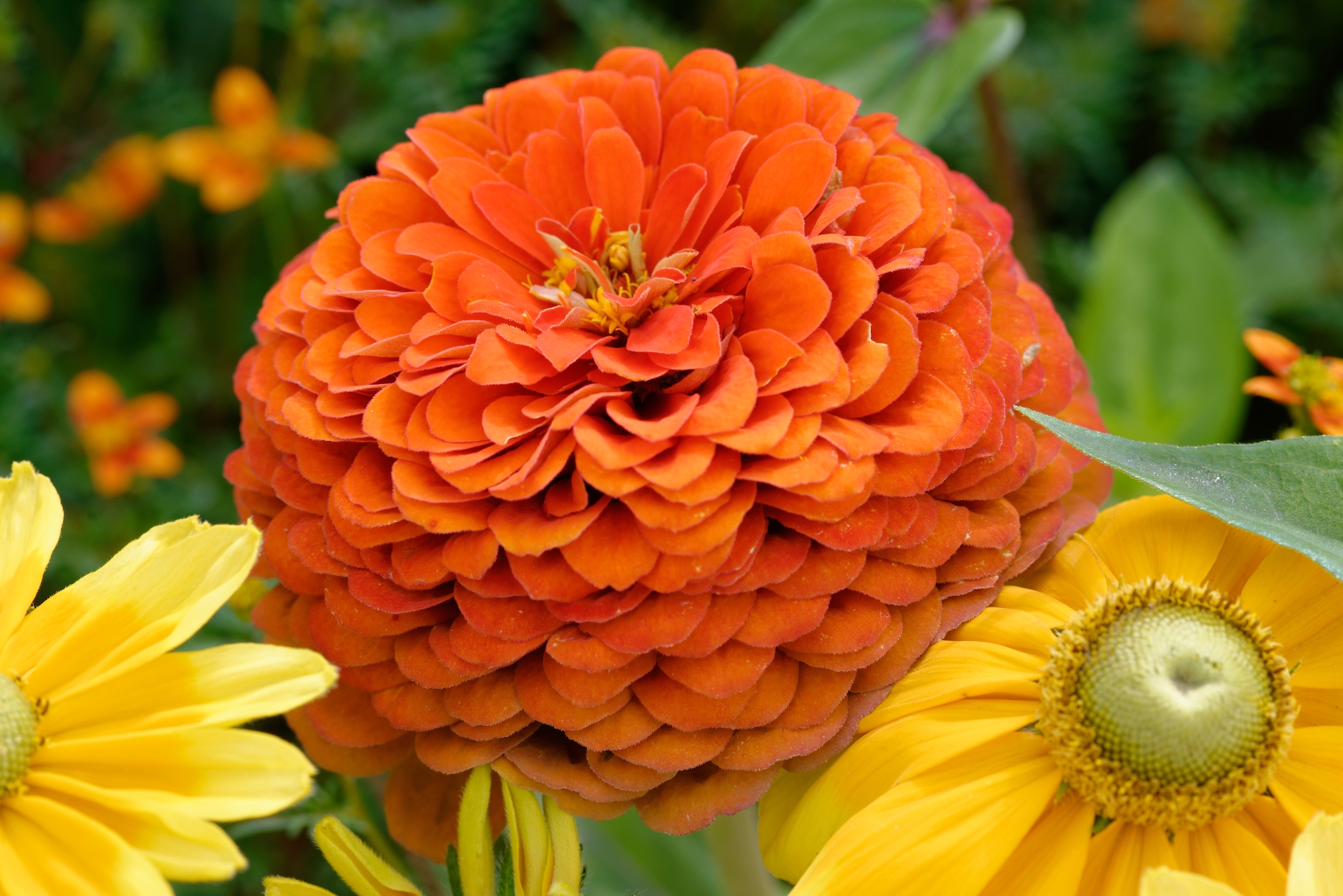 Close-up of a lush, orange Zinnia elegans flower