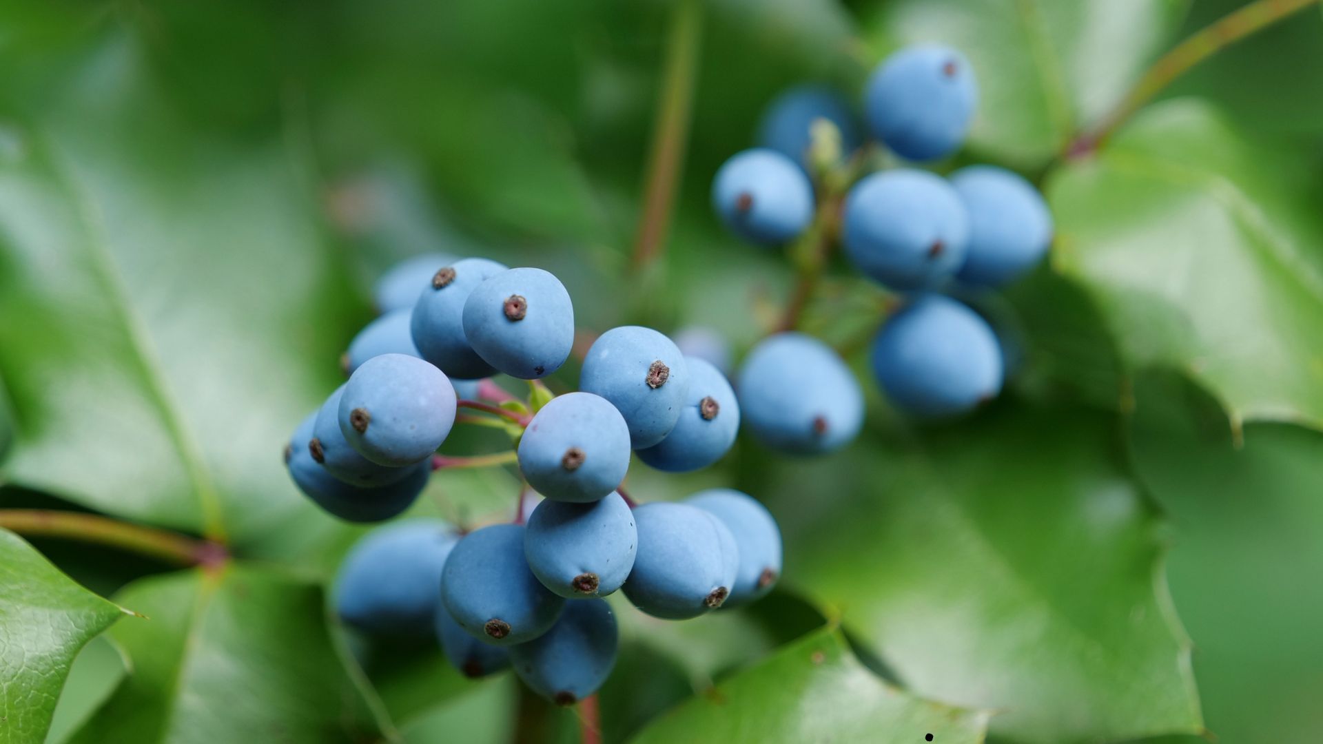 Blue berries of Oregon Grape Root or Mahonia aquifolium or Trailing Mahonia or Holly-leaved barberry. Photo from botanical garden in Kyiv, Ukraine