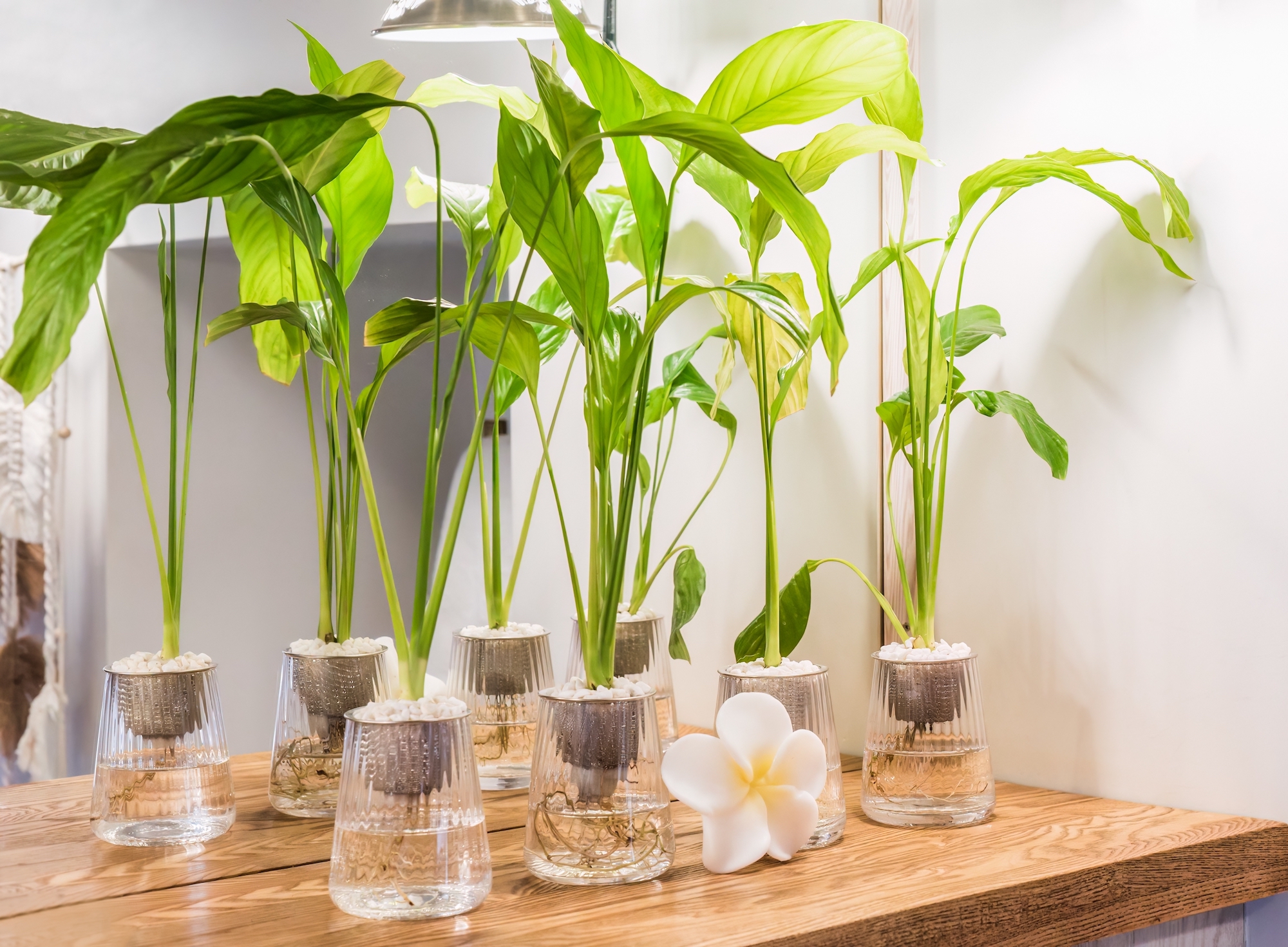 Peace Lily in Water