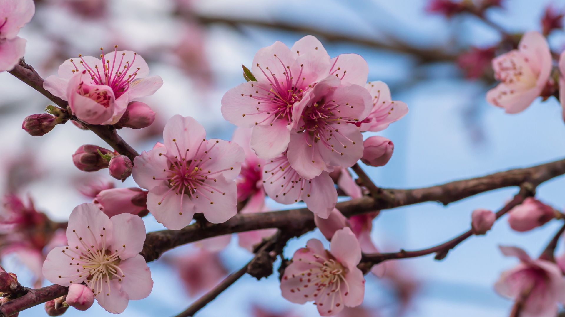 Detail of prunus persica pink flowers blossom in spring. peach blossoms