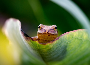 spring peeper