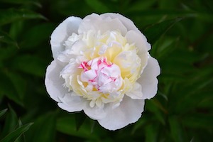 fragrant peonies