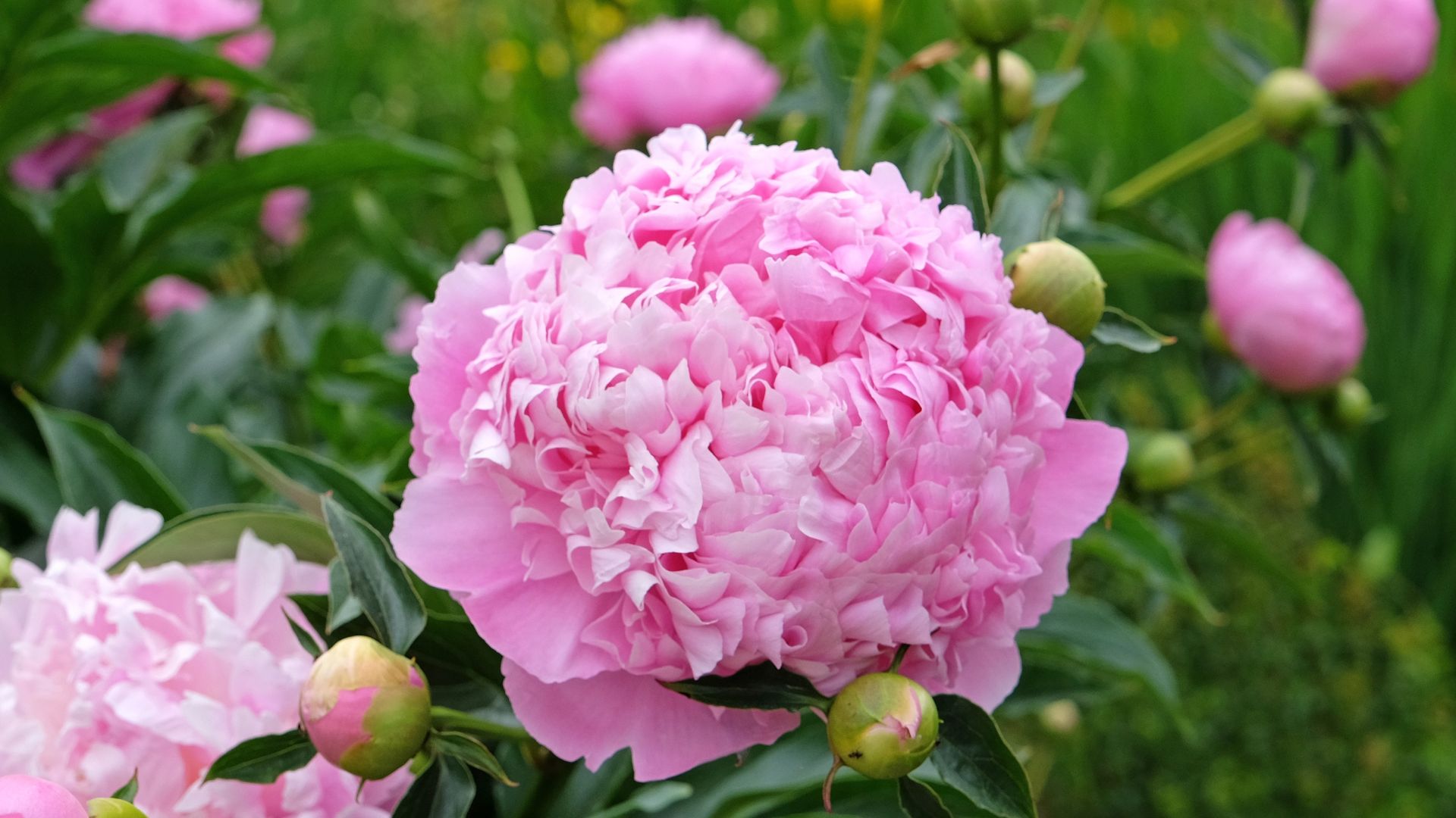 Peony lactiflora 'Monsieur Jules Elie' in flower.