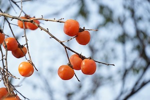 persimmon