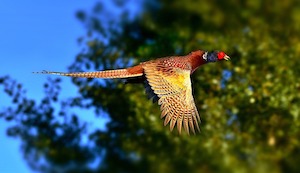 pheasant