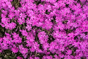 phlox