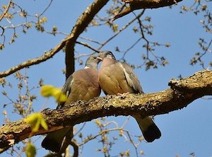 perched