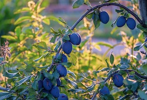 plum tree