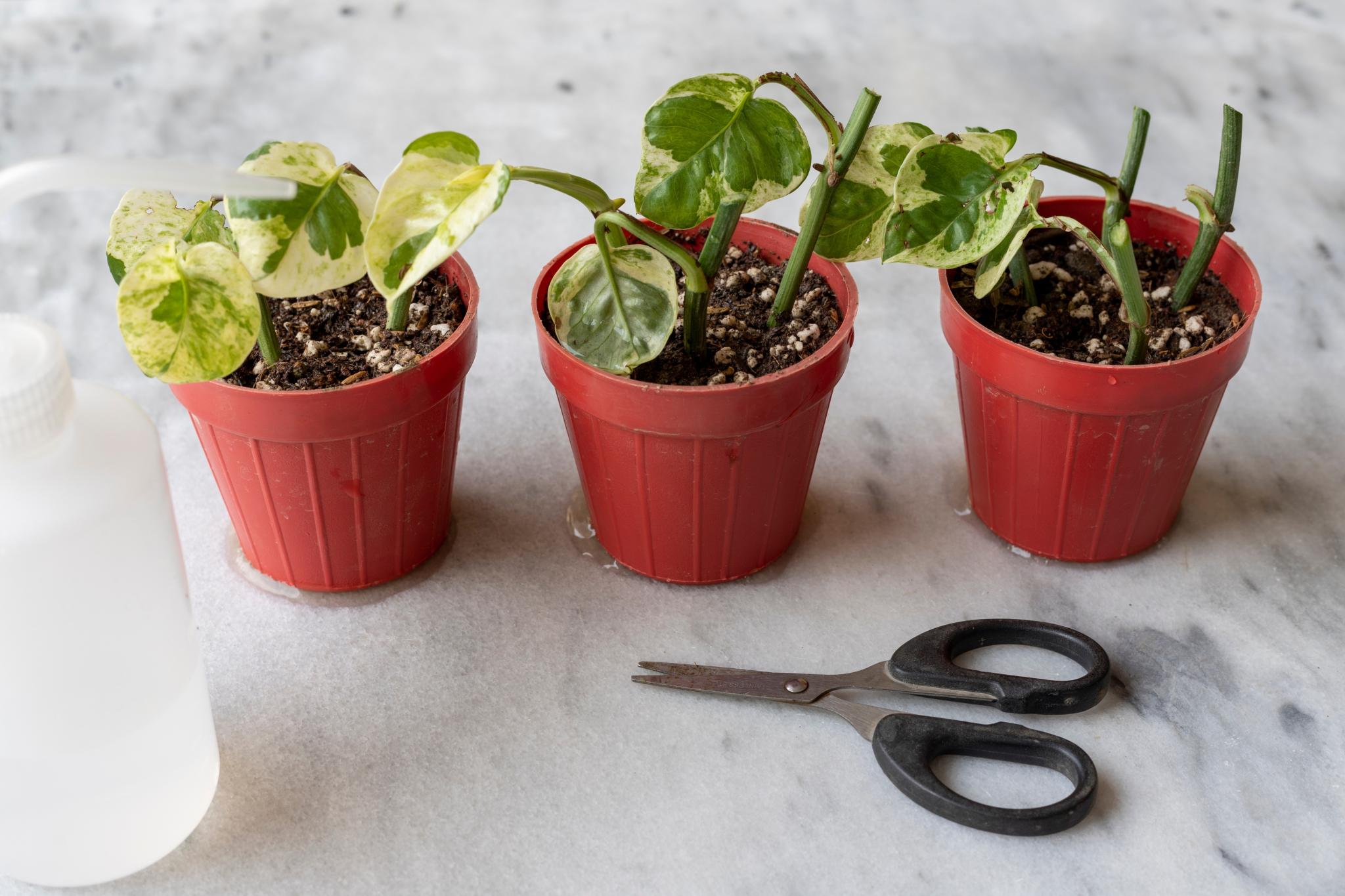 propagating pothos in small pots