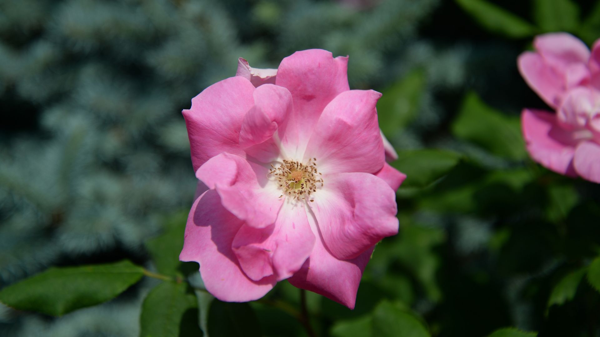 Rosa arkansana, the prairie rose or wild prairie rose