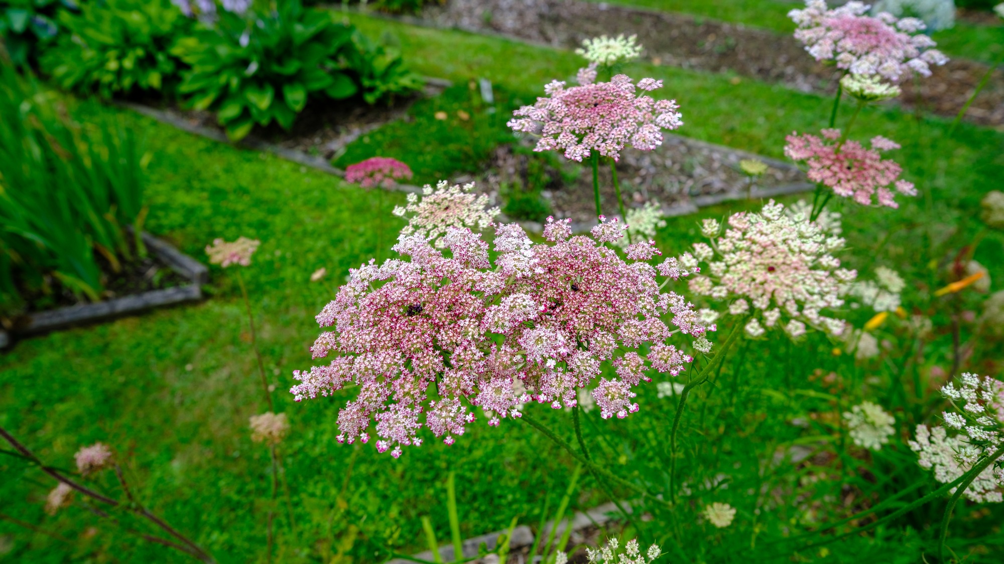 Queen Anne's Lace colorful