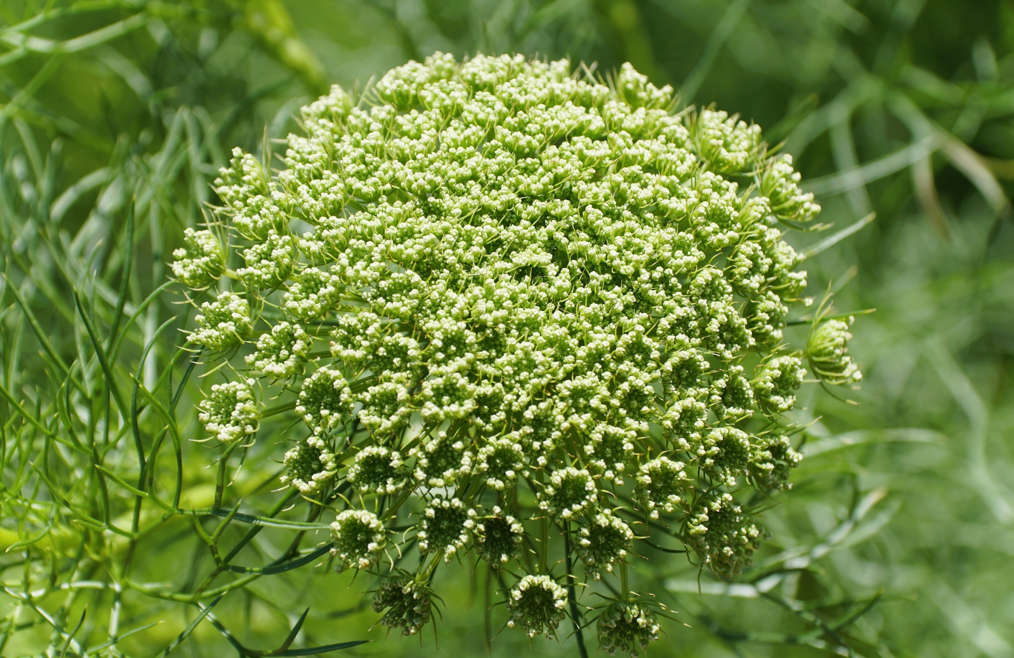  False Queen Anne's Lace 