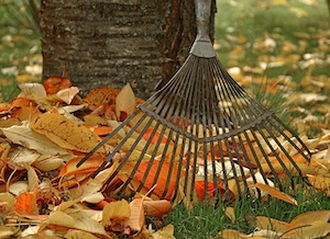 rake