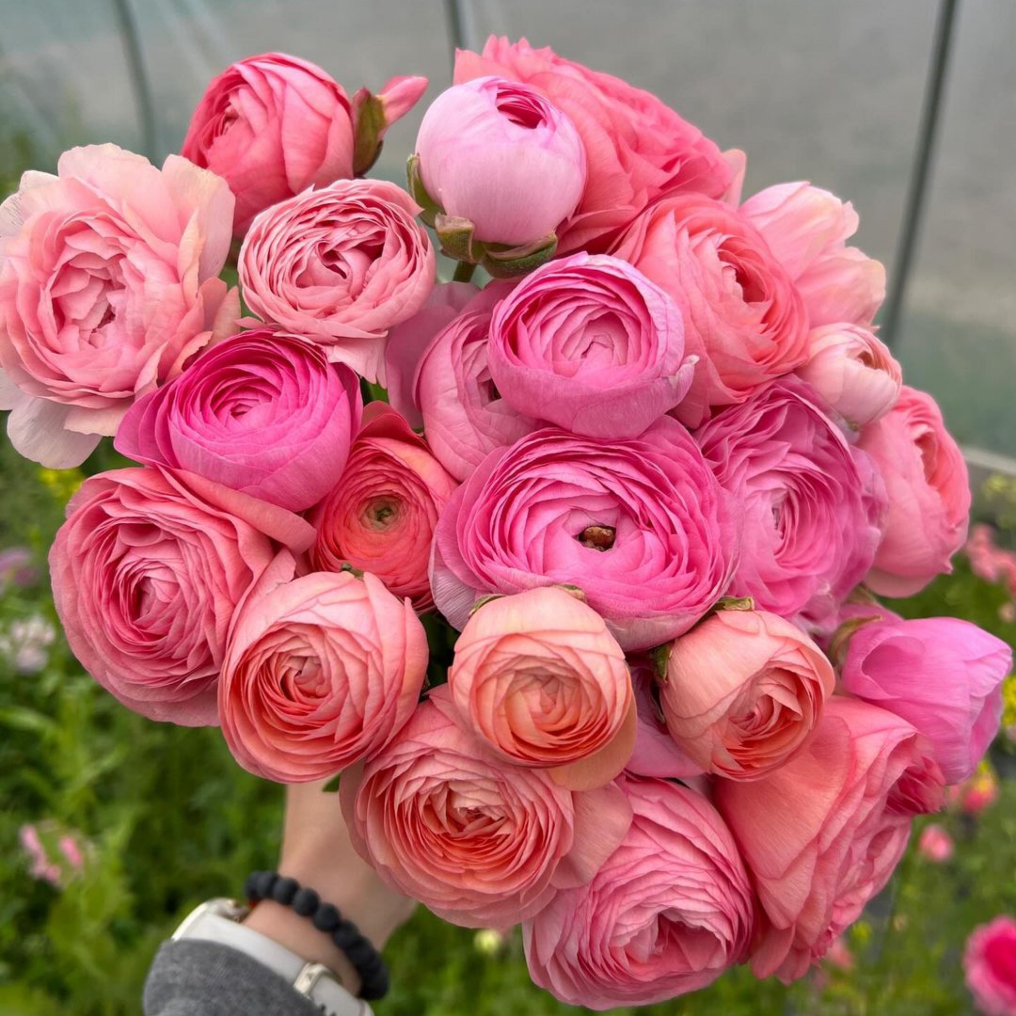 A vibrant bouquet of pink ranunculus flowers 