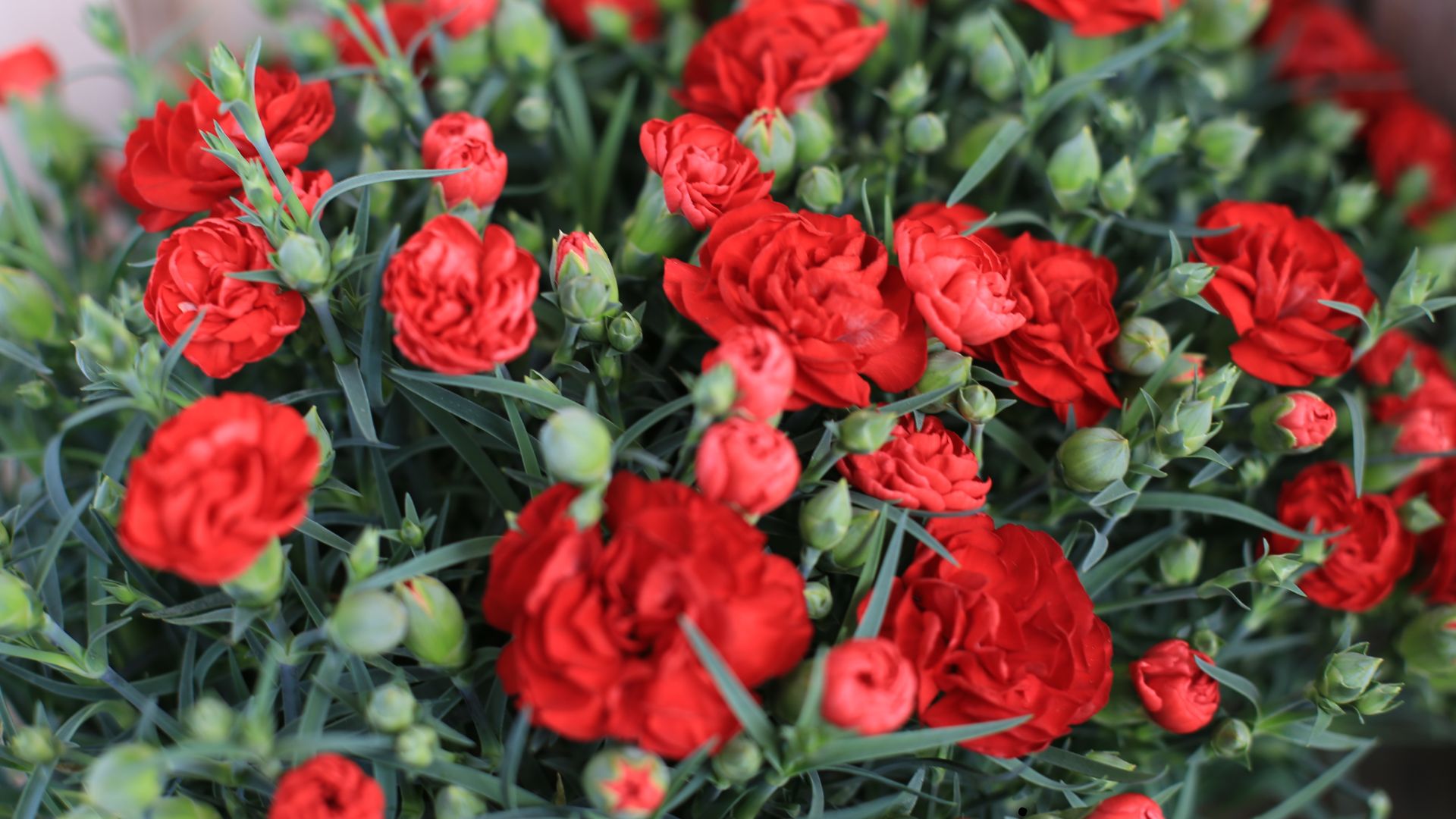 Red Carnations (Dianthus caryophyllus) 