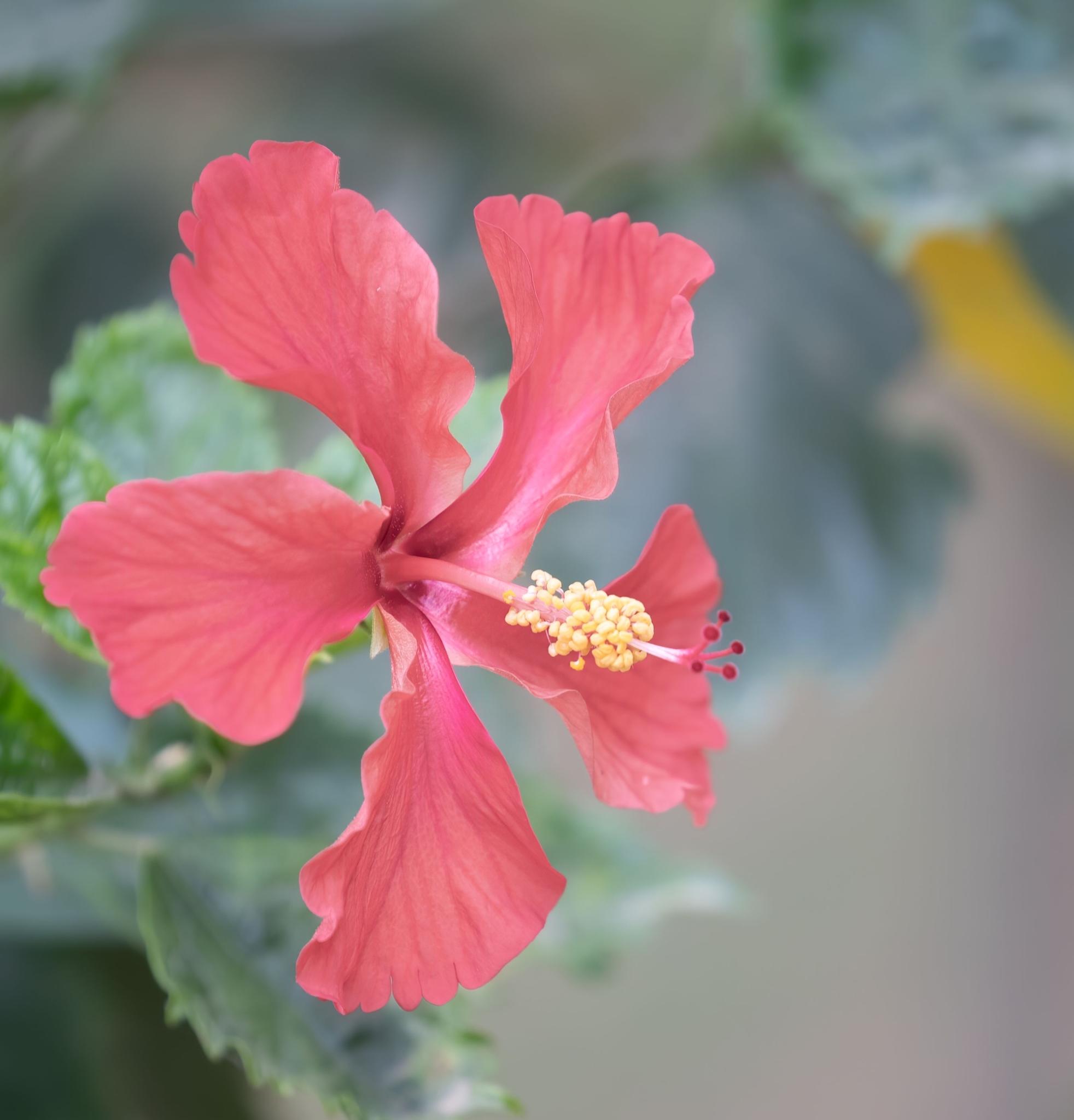 Hibiscus clayi