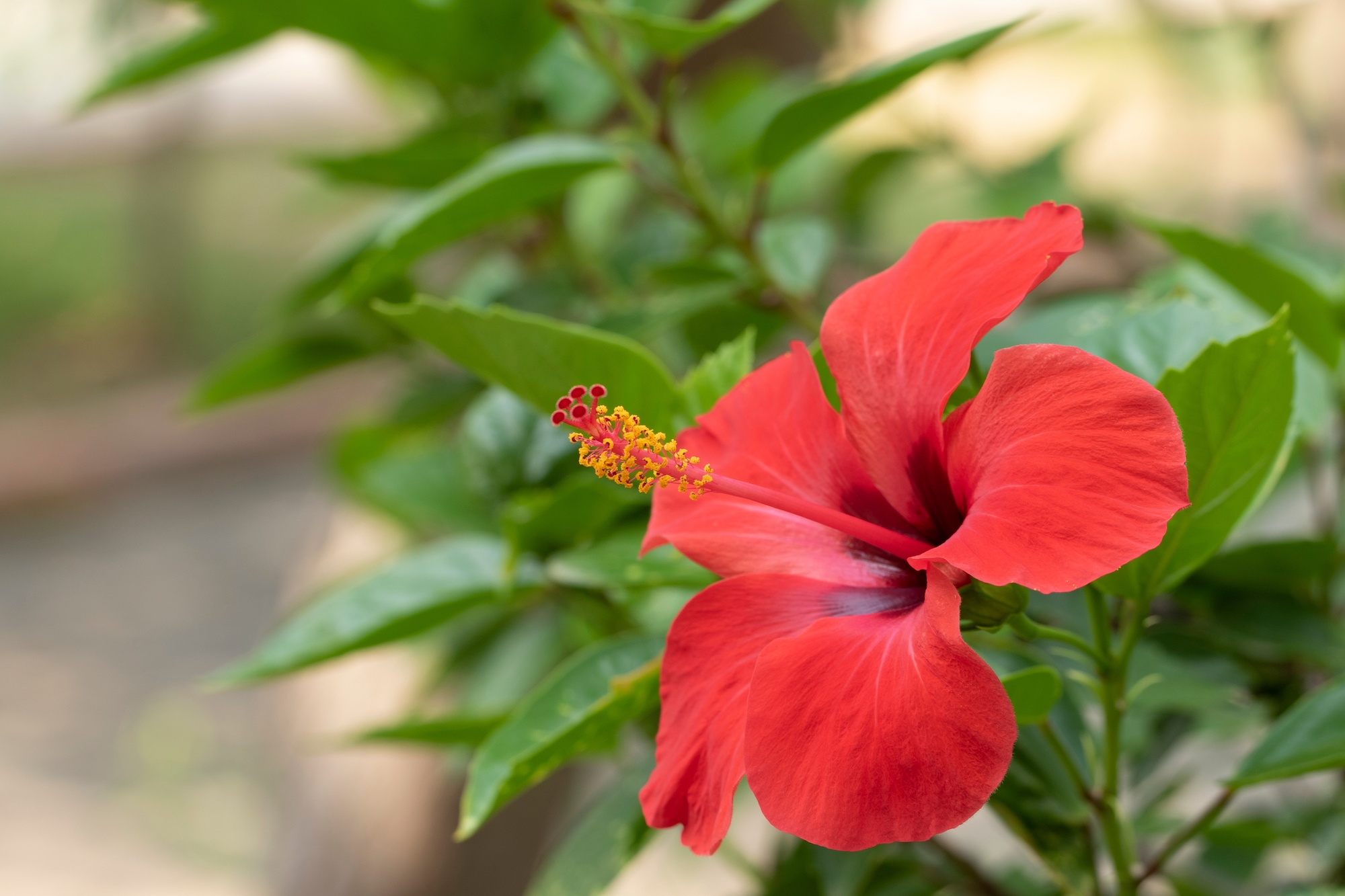 Hibiscus rosa-sinensis