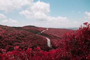 red leaves