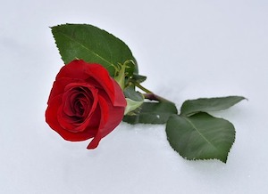 one red rose