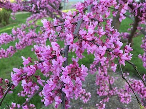 redbuds