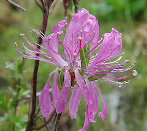 Rhodora