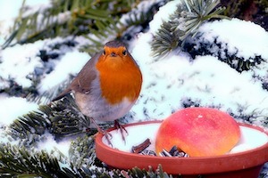 Robin in winter