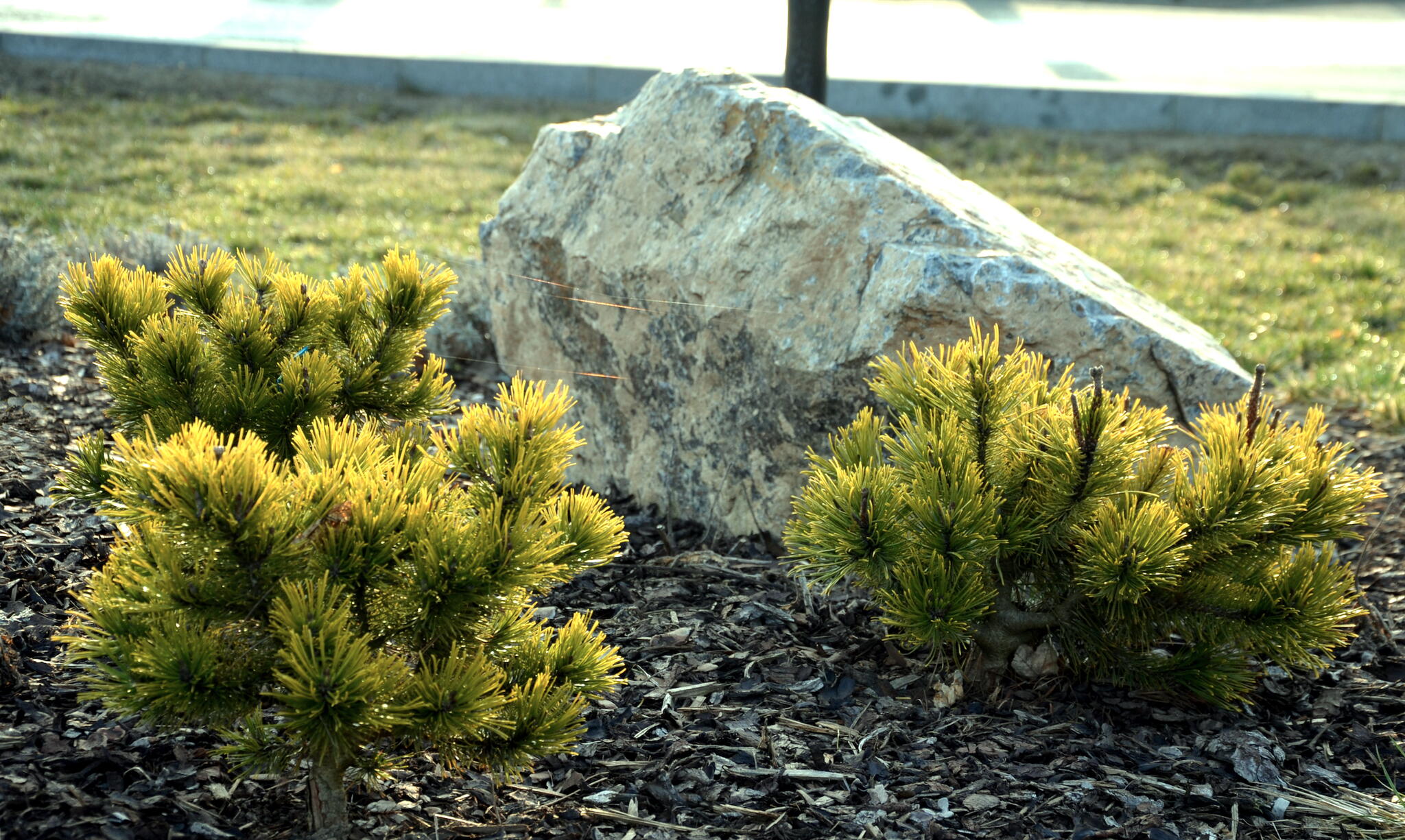 Dwarf conifers "Winter Gold" mixed into a larger rock garden