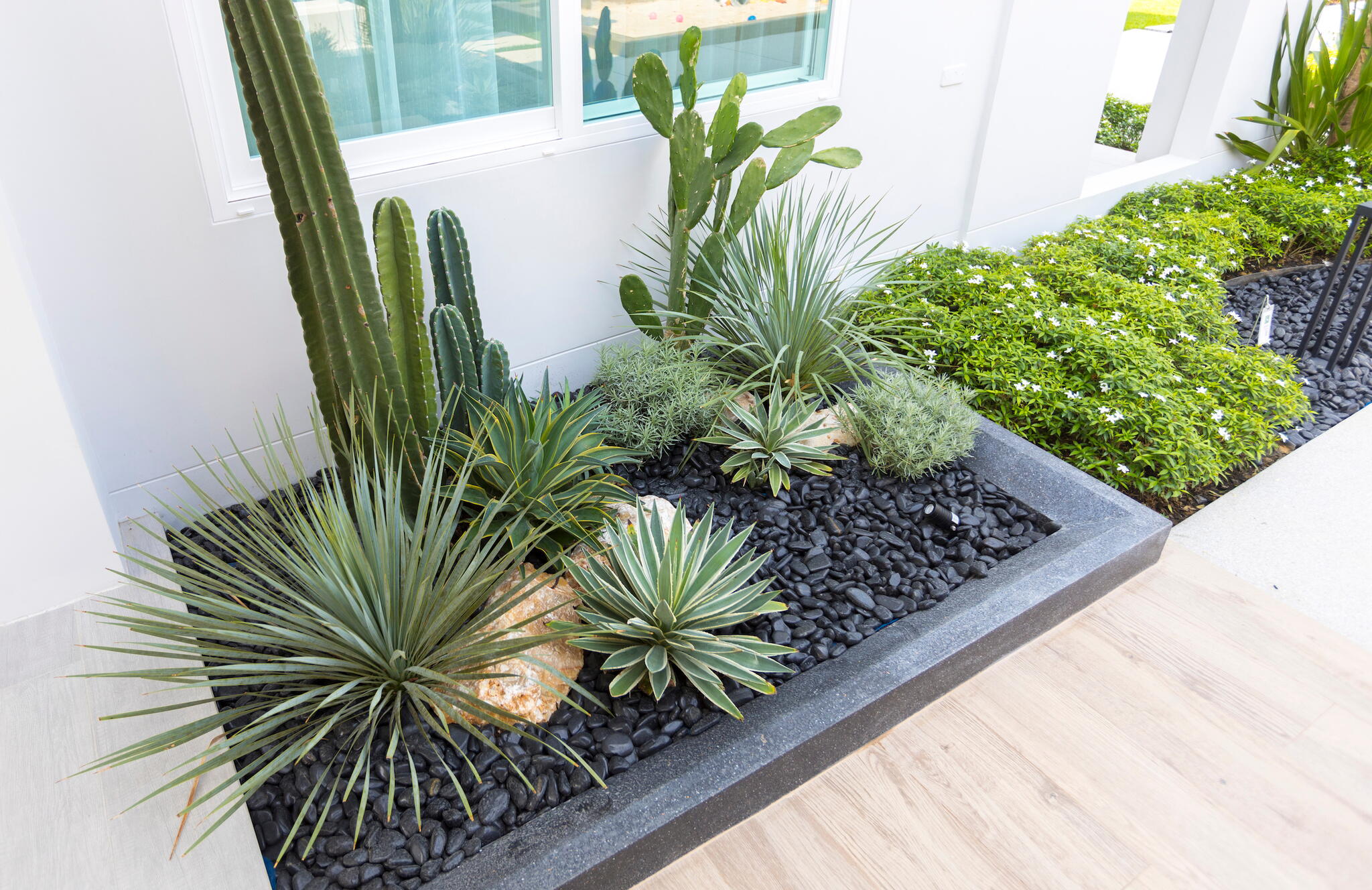 Backyard Rockery Garden with Green Small Succulent Plants.