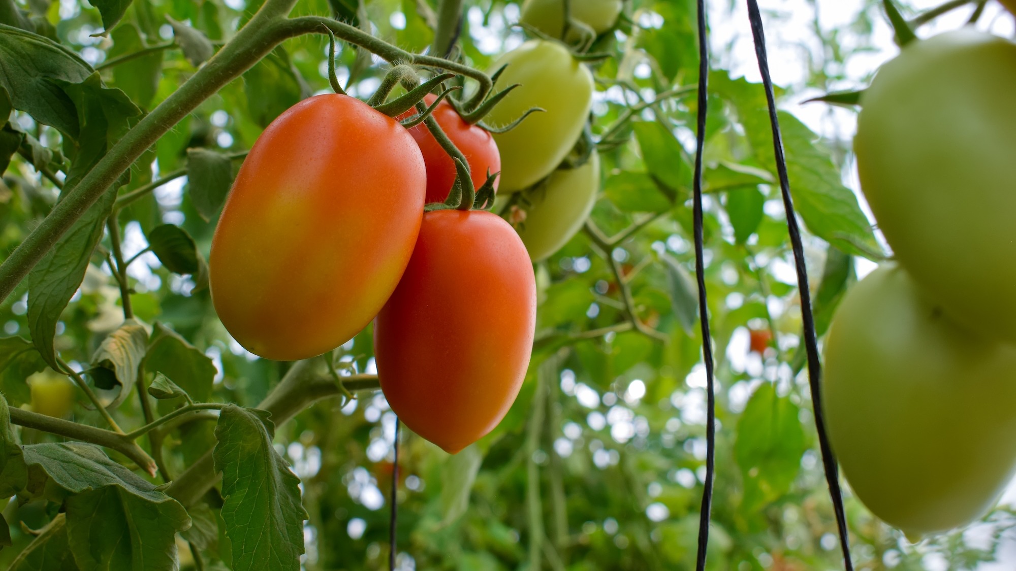 Ripe tomatoes cluster growing on the vine