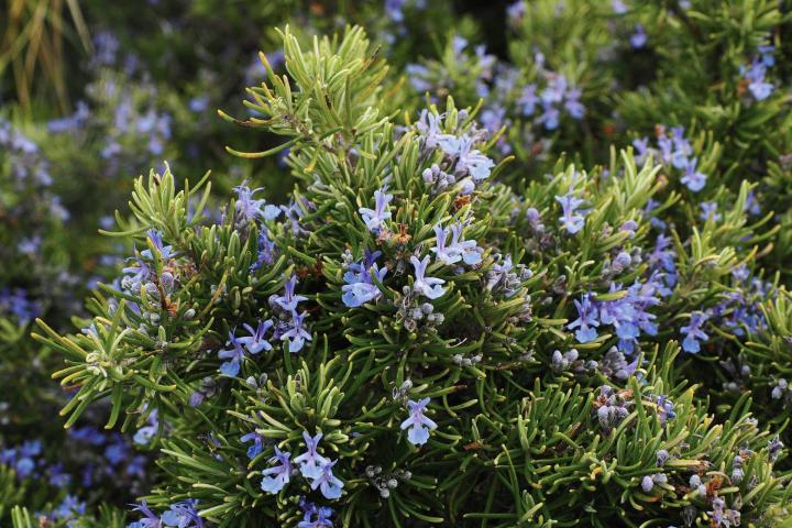 Rosemary Plant Care Guide: How to Grow Rosemary