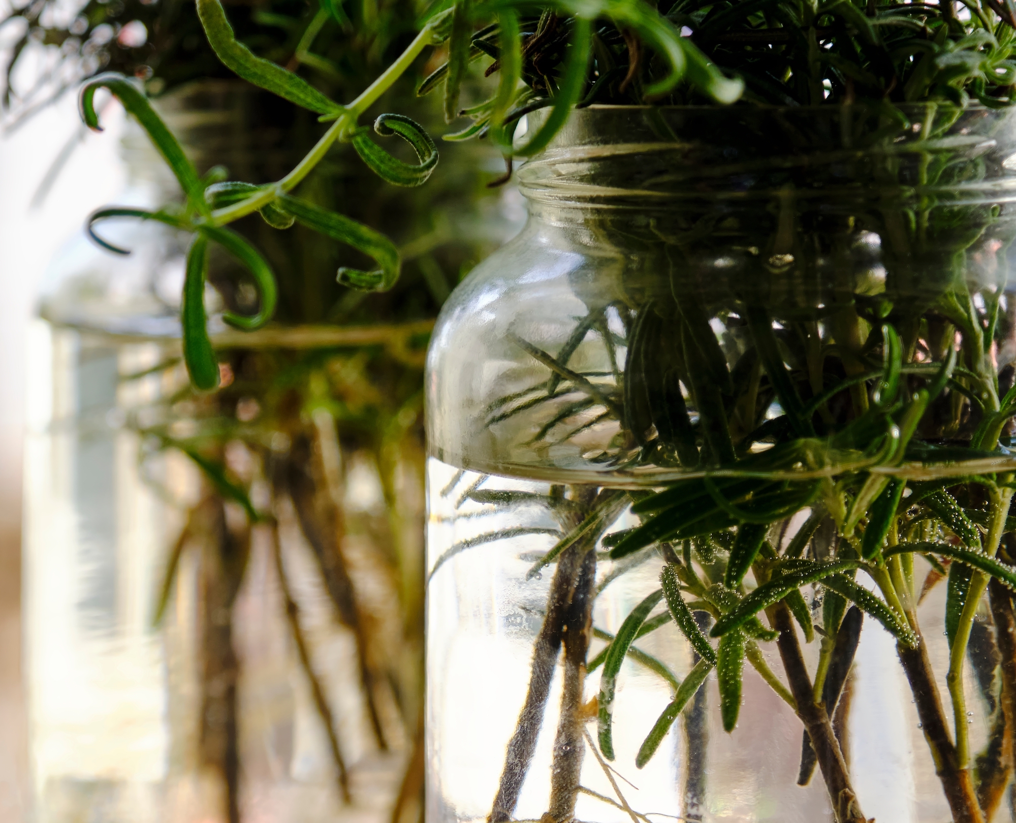 Rosemary cuttings