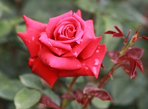 red rose