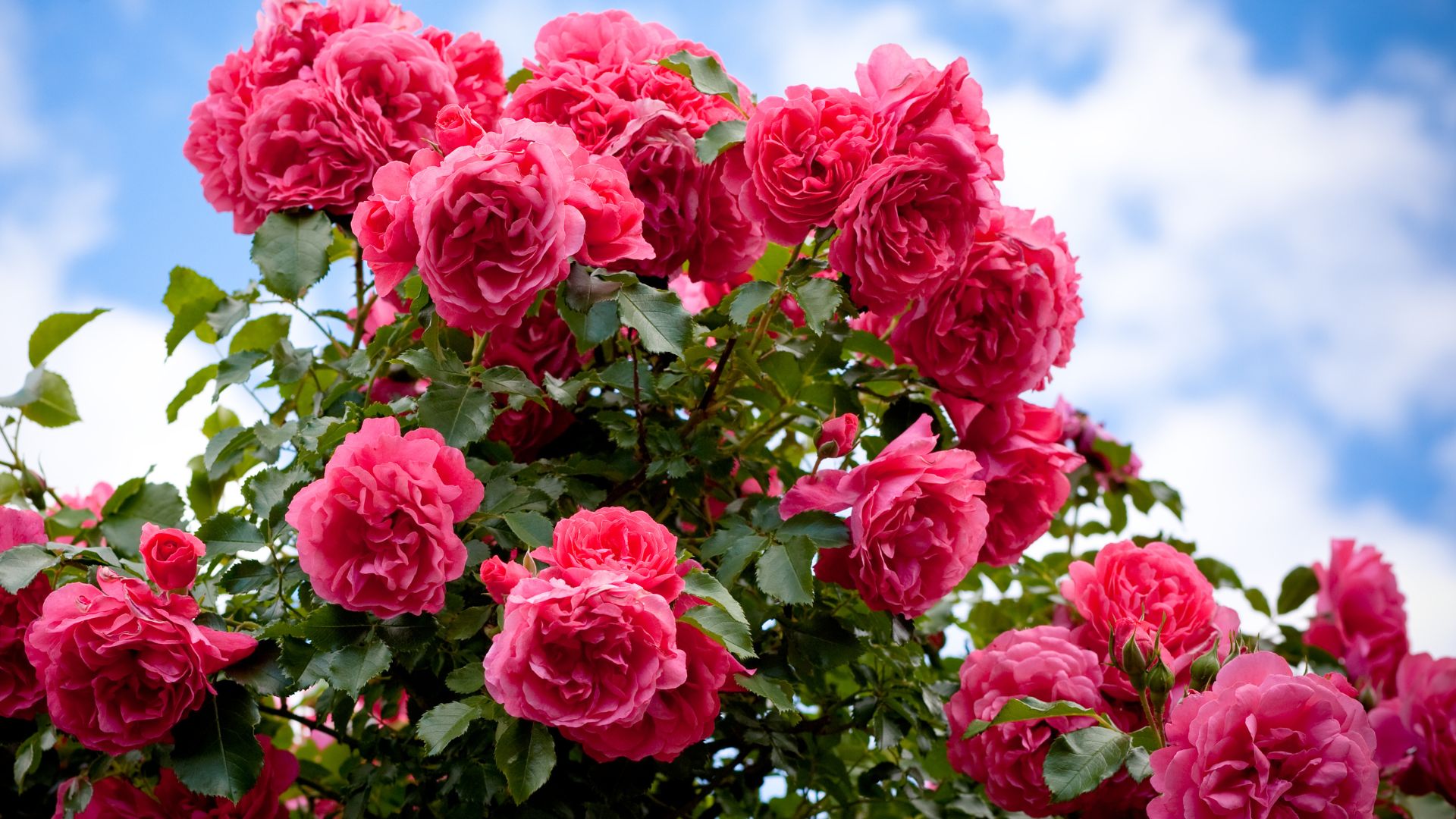 pink roses on a rose bush