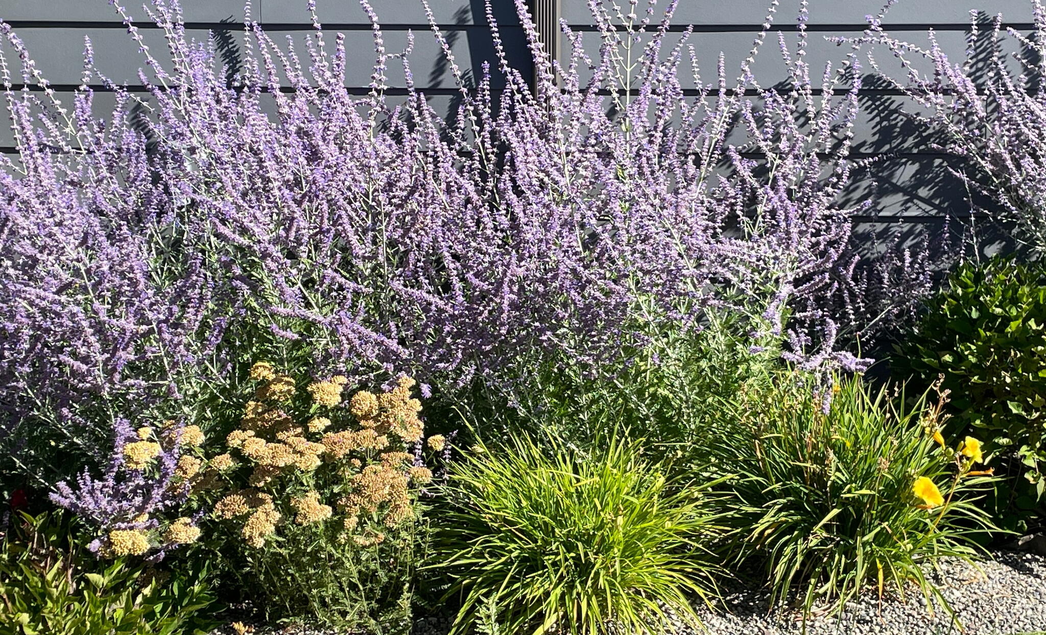 Russian sage plants outdoors. 