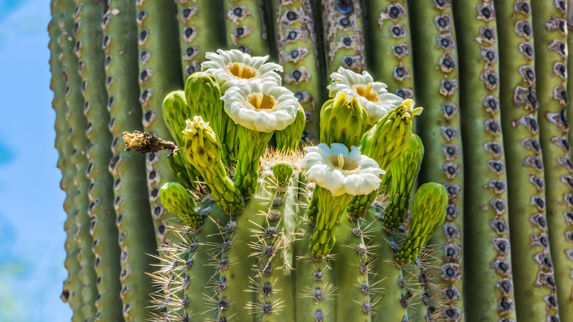 Large White Flowers Sajuaro Cactus Blooming Desert Botanical Garden Phoenix Arizona. Carnegiea gigantea. Largest cactus in World