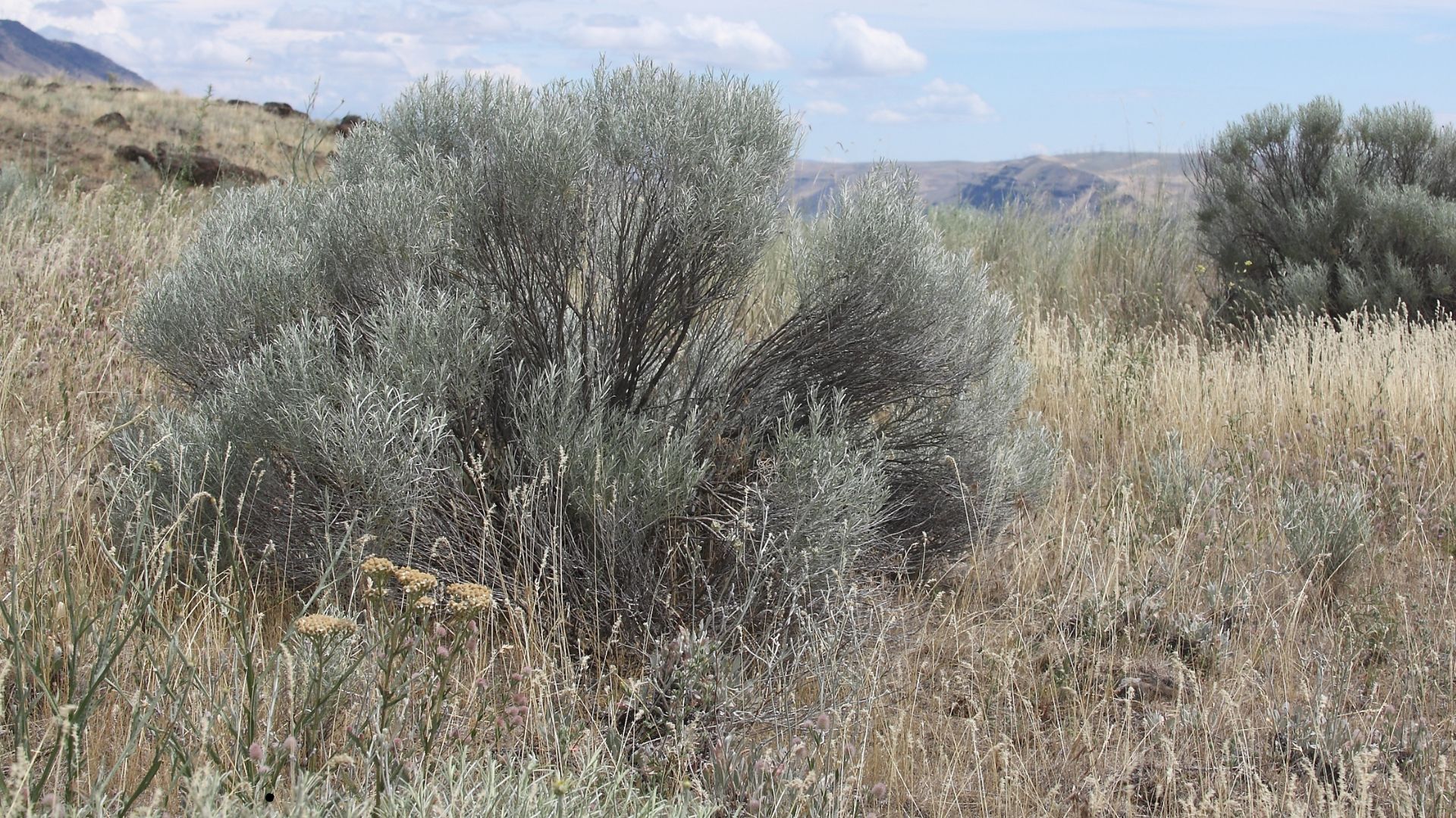 Sagebrush (Artemisia tridentate or trifida)