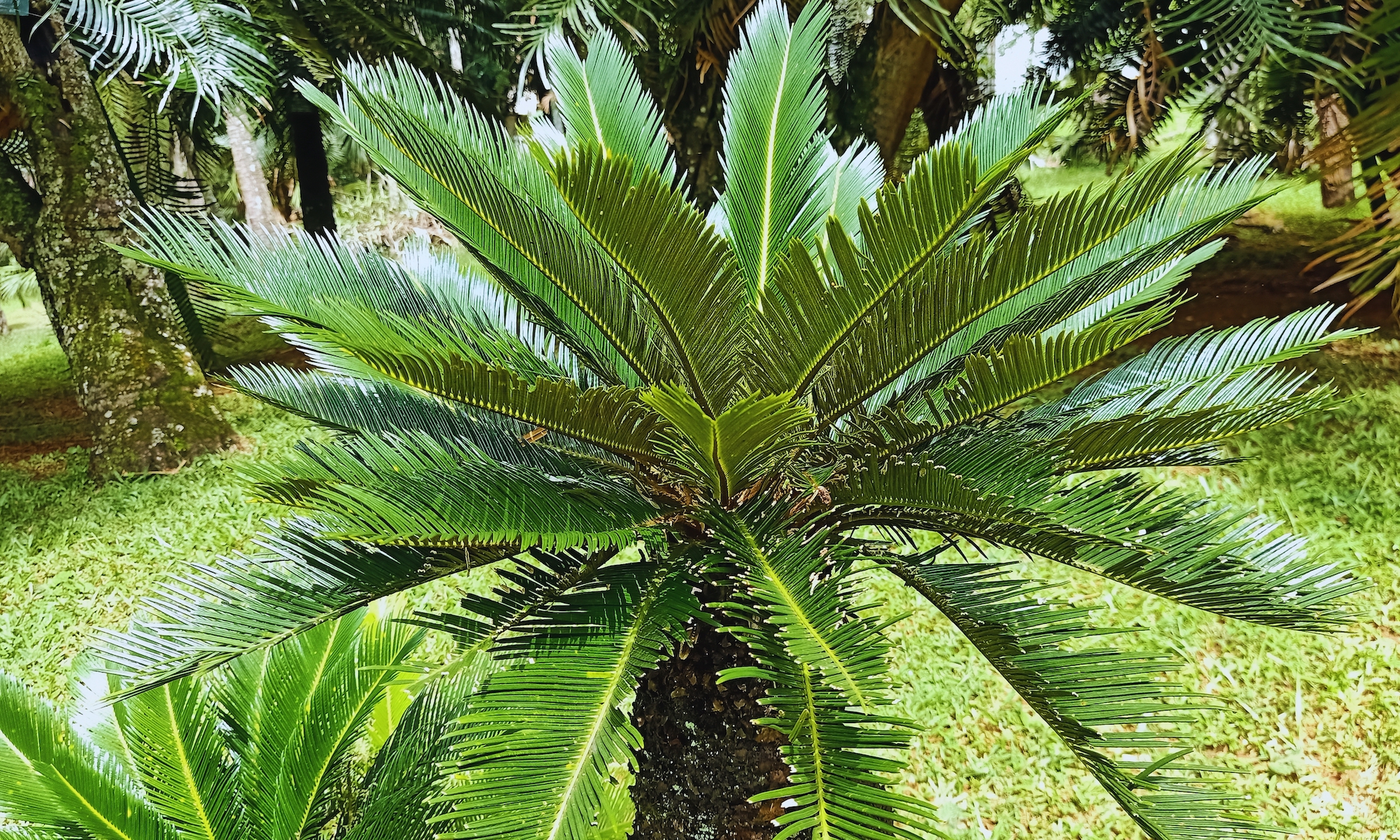 sago palm outside in park